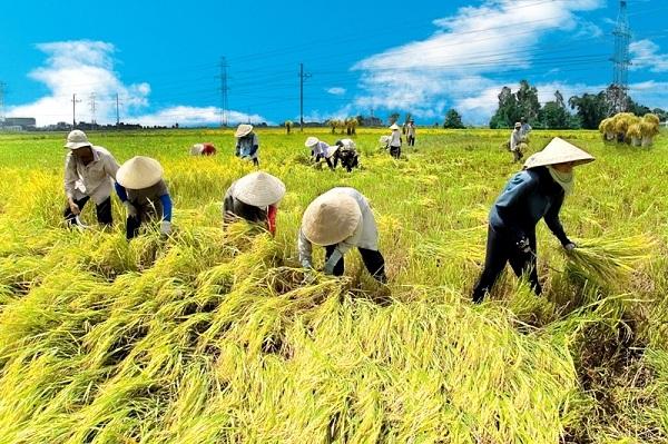 nhung bai van hay lop 5 ta canh que huong viet nam