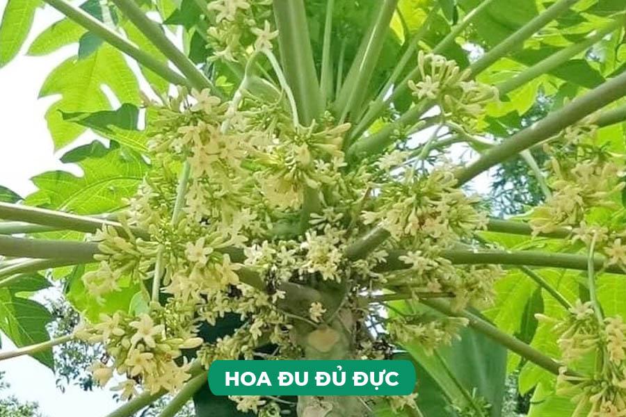 Hoa đu đủ đực