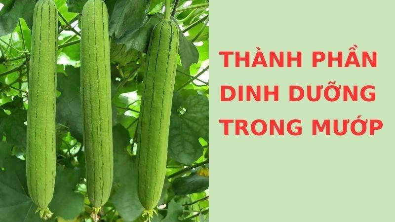 Mướp là thực phẩm chứa hàm lượng dinh dưỡng cao, tốt cho sức khỏe