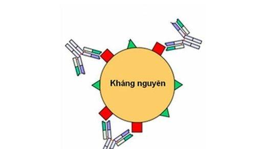 Kháng nguyên (antigen)