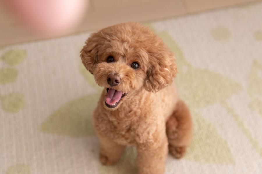 Chó Poodle có nguồn gốc từ khu vực Tây Âu và được nuôi phổ biến trên toàn cầu.