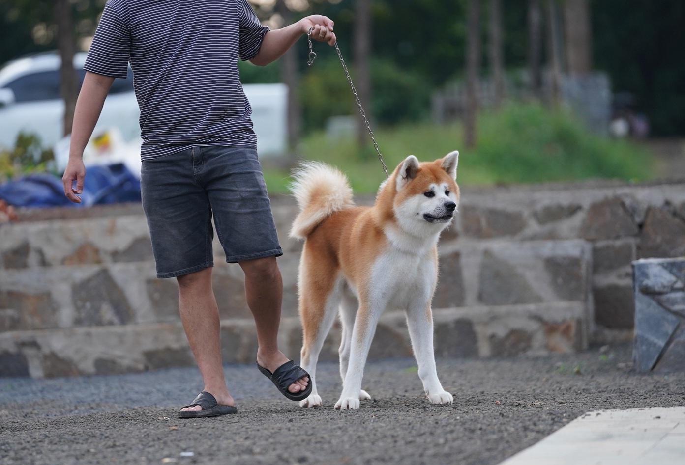 Tensho, chó chó Akita Inu được nhập từ Nhật Bản