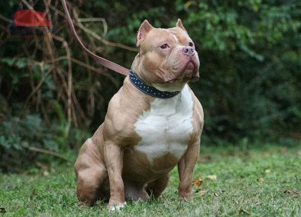 cho-pitbull-1