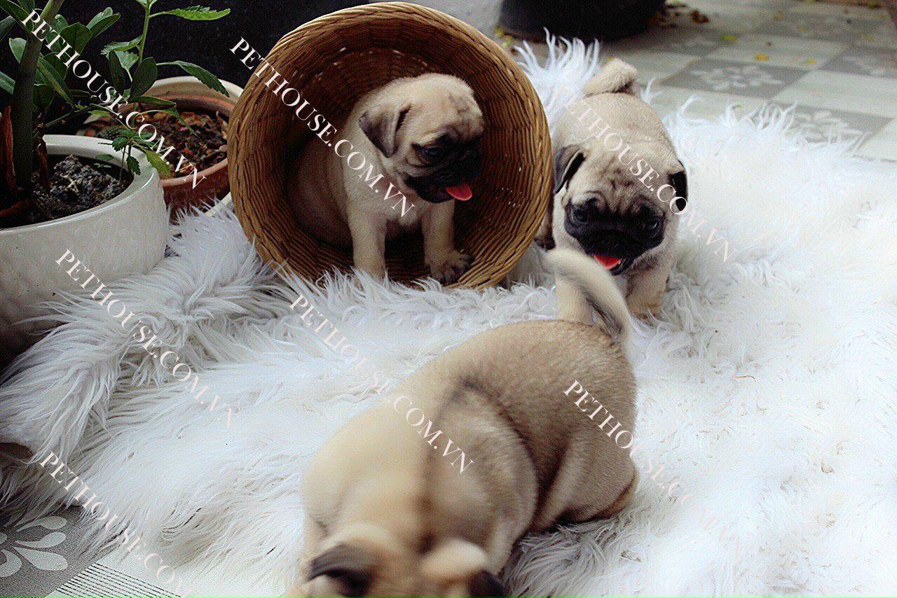 Chó Pug mặt xệ ( nguồn sưu tầm )