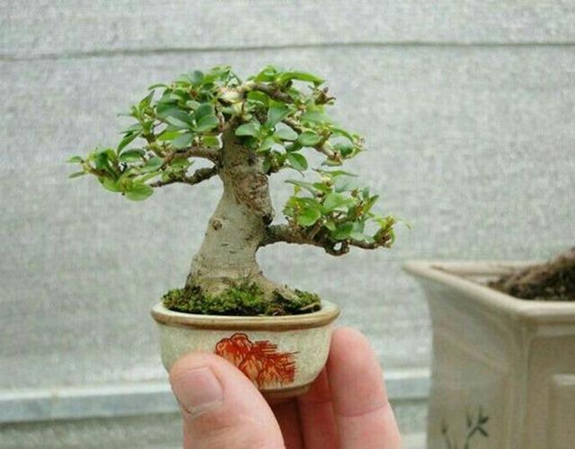 Cây bonsai là gì, nguồn gốc, phân loại và những loại cây đẹp - 2