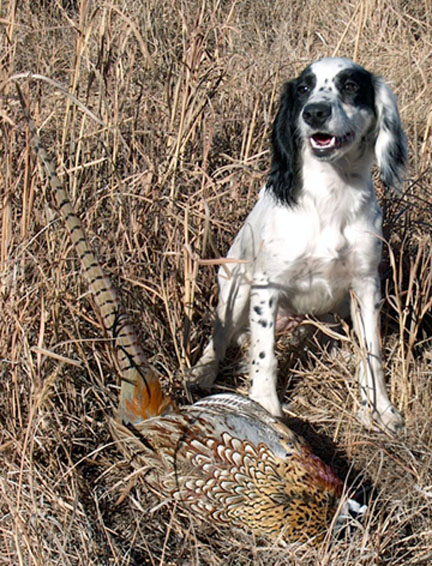 Cocker Spaniel