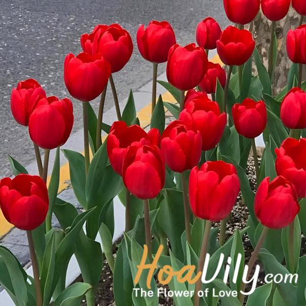 Nguồn gốc hoa tulip đỏ