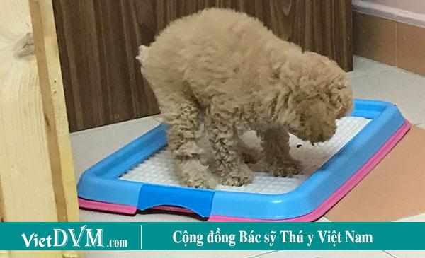 Cách dạy Poodle đi vệ sinh như thế nào?