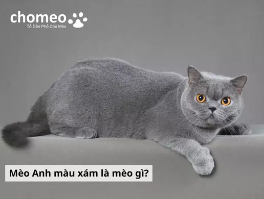 Mèo Anh Màu Xám