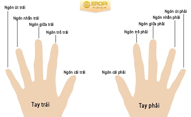 Thứ tự các ngón tay trên một bàn tay