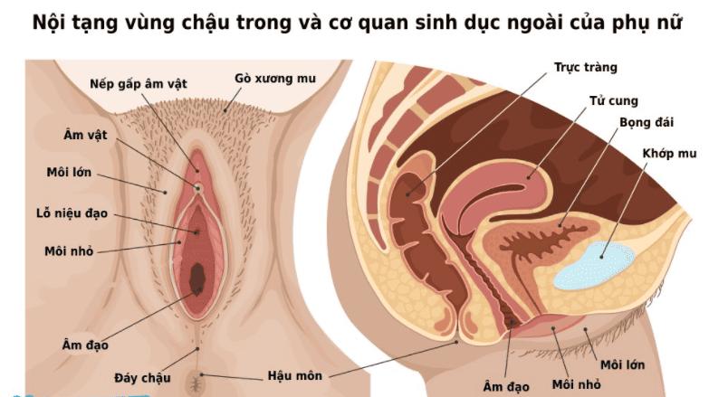 [Hình ảnh giải phẫu 3D] - Cấu tạo Môi bé trong bộ phận sinh dục nữ