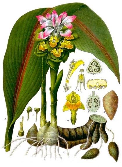 Nghệ đen