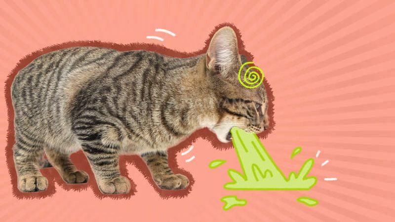 Mèo bị nôn mửa thế nào là bình thường?