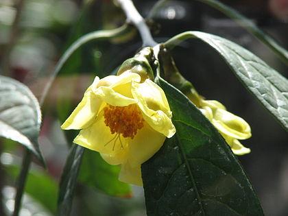 Chè hoa vàng