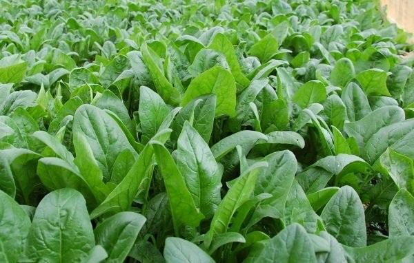 Top 10 loại rau "lớn nhanh như thổi" cho người tập tành làm vườn - 1
