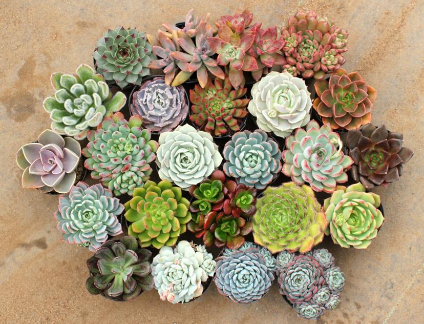 Danh sách các loại sen đá phổ biến và dễ trồng tại Việt Nam