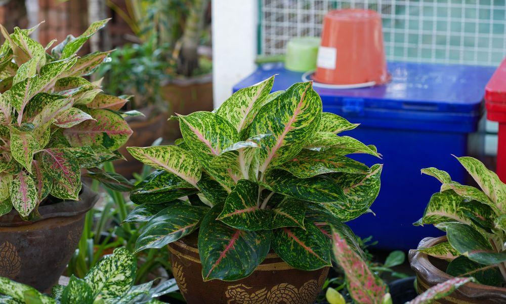 Đặc điểm cây phú quý