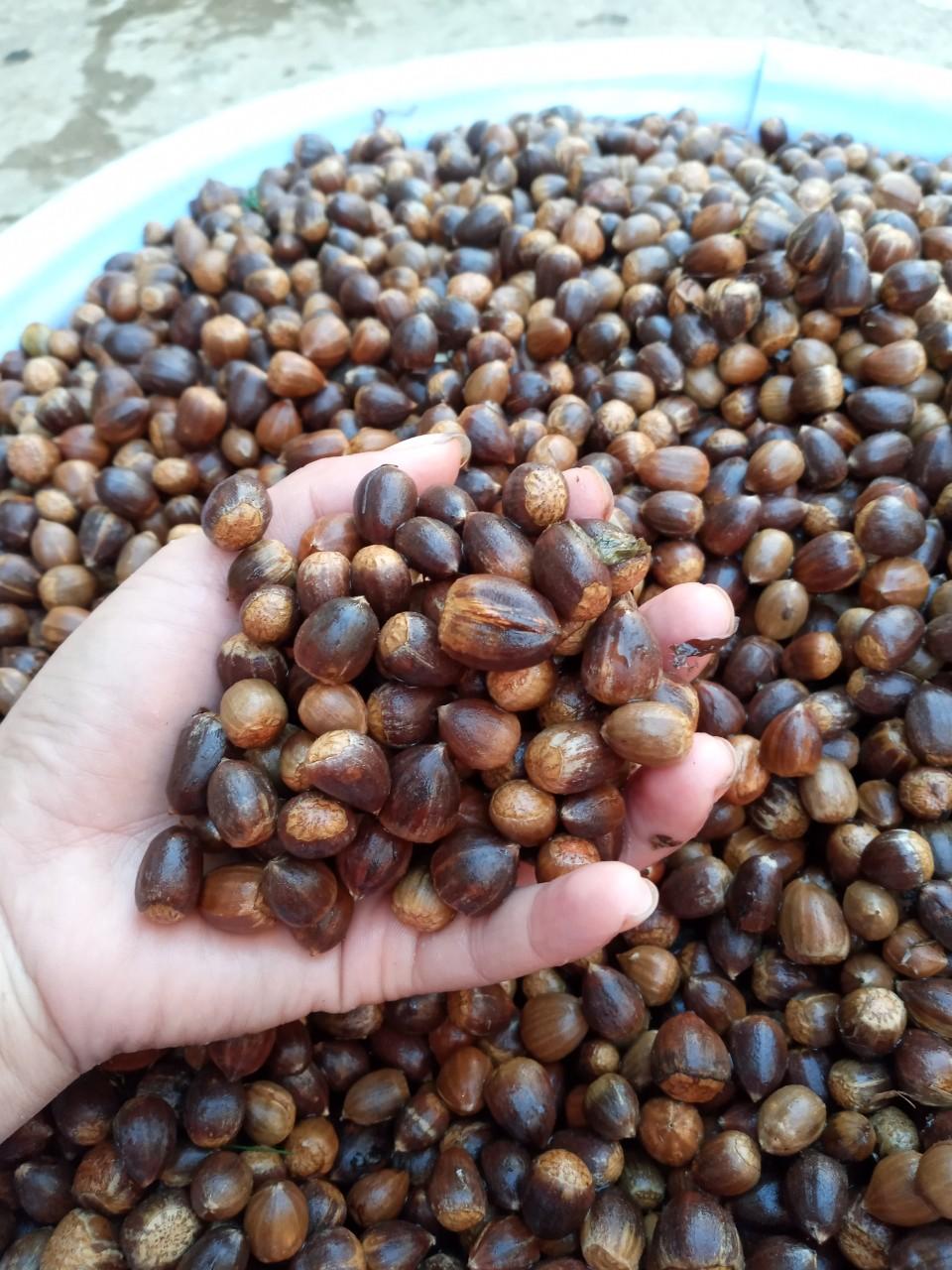 Hạt dẻ rừng