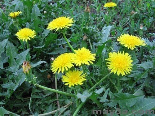 Cây bồ công anh chữa bệnh gì là thắc mắc của nhiều người khi tìm hiểu về vị thuốc này