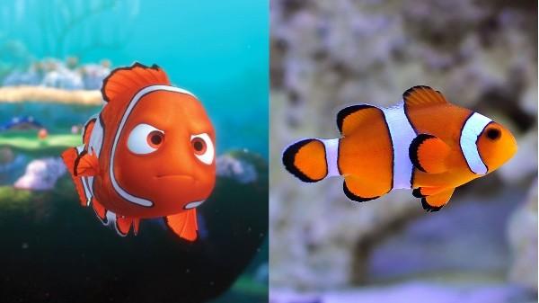 Phim hoạt hình ‘Đi tìm Dory’ khiến cá cảnh ở Singapore đắt hàng ảnh 1