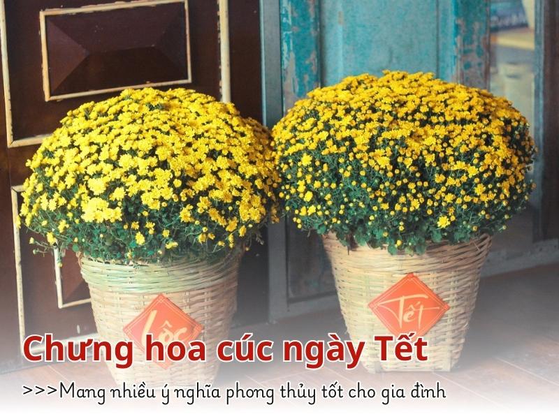 cach-cam-hoa-cuc-ngay-tet-y-nghia