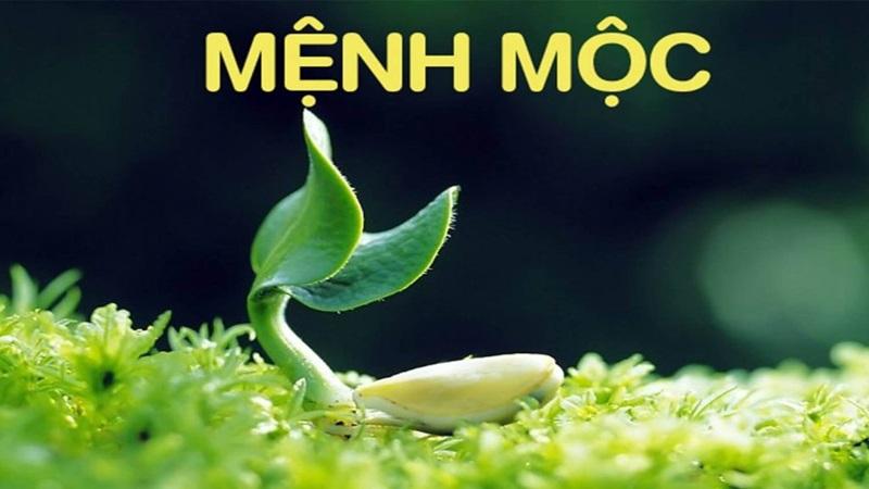 menh-moc-hop-cay-gi-1