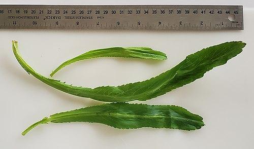 Eryngium foetidum