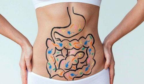Uống nước gừng có thể hỗ trợ hệ tiêu hóa hoạt động tốt hơn