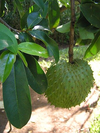 Mãng cầu Xiêm