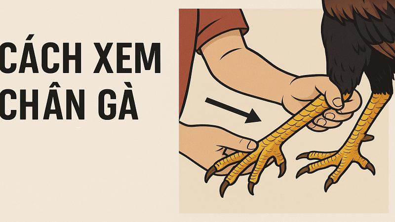 cach-xem-chan-ga-choi