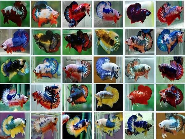 Giới thiệu tổng hợp tất cả các loại cá betta cảnh hiện nay
