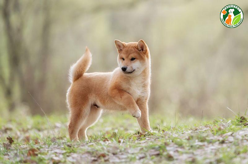 Chó shiba