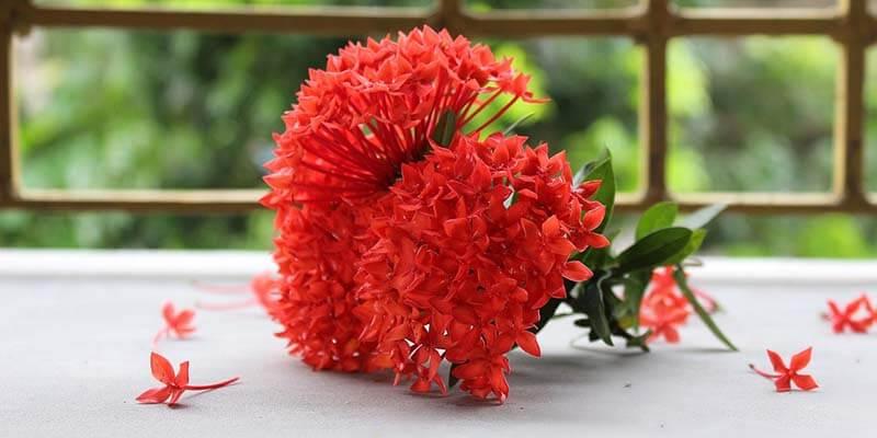 Ý nghĩa của hoa trang đỏ