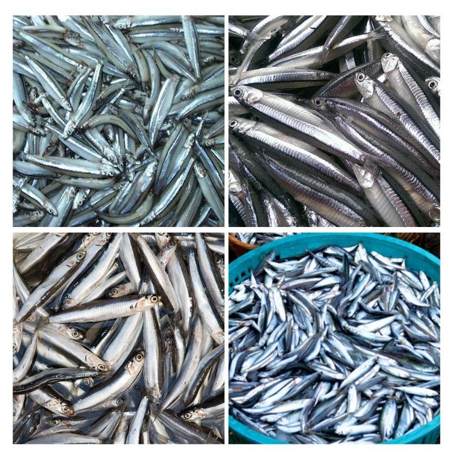 Ưu tiên chọn cá cơm sống để món ngon đảm bảo được hương vị