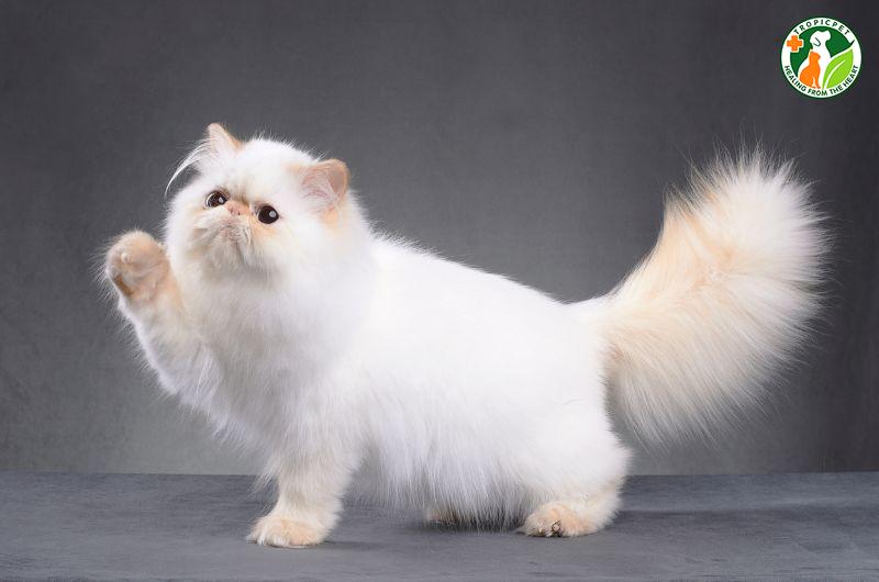 Mèo đẹp nhất thế giới