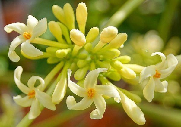 Công dụng hoa đu đủ đực chữa viêm loét dạ dày