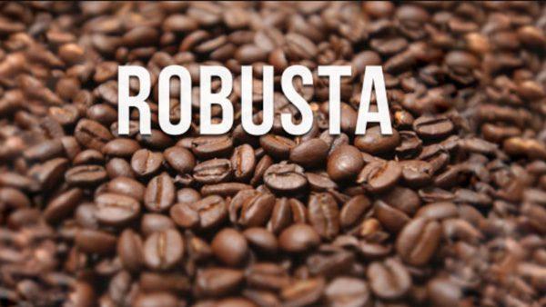 ca-phe-robusta-la-gi