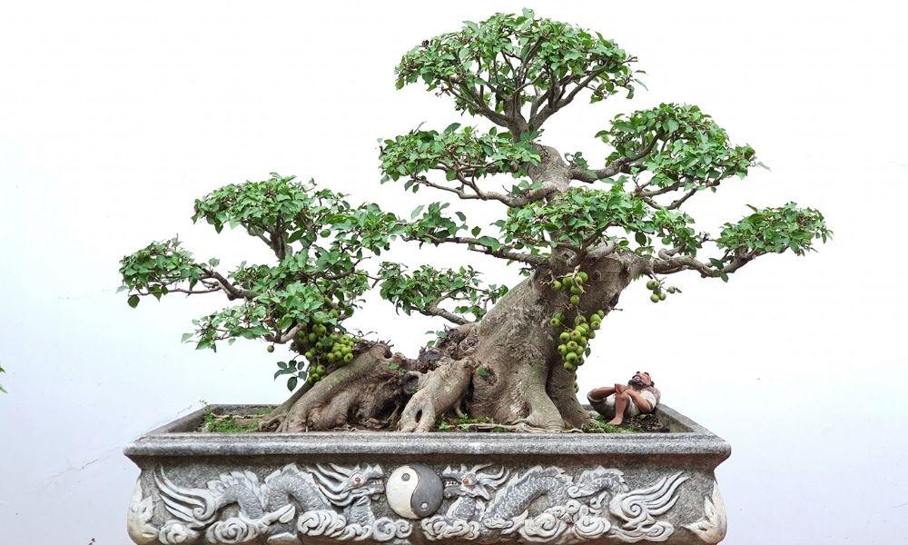 Cây sung cảnh: Công dụng, cách trồng và tạo dáng cây đẹp