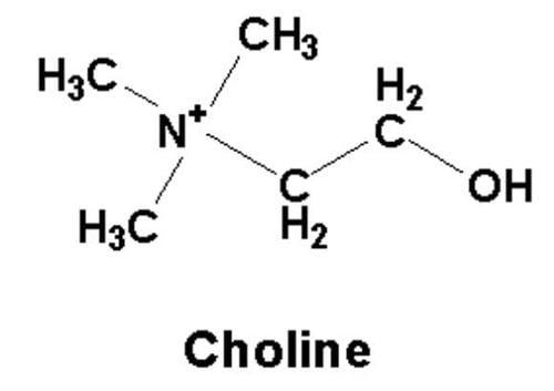 Choline là một chất dinh dưỡng quan trọng với sức khỏe