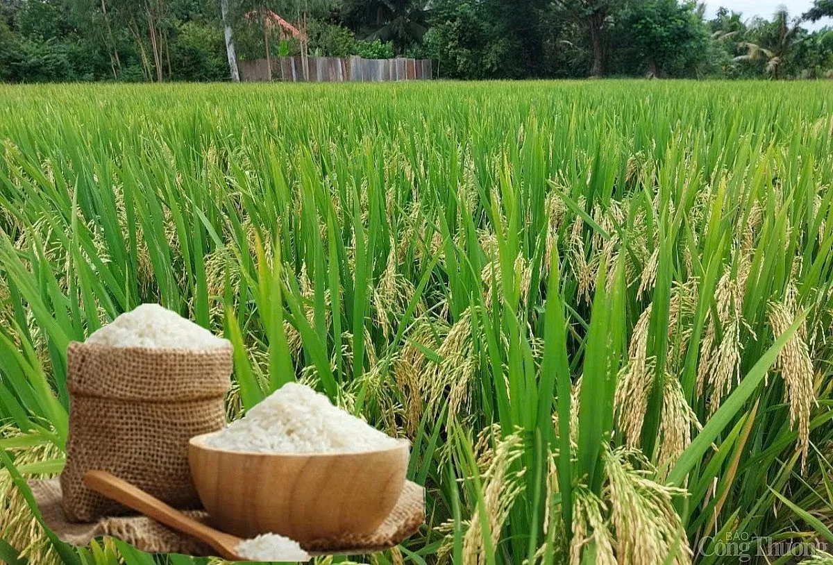 Giá lúa gạo hôm nay ngày 27/4 và tuần qua giảm nhẹ
