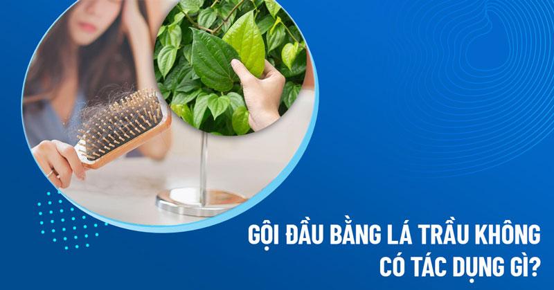 gội đầu bằng lá trầu không
