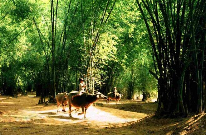 Cây Tre trong tâm thức người Việt