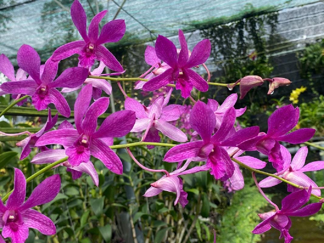 Dendro nắng Dazang với sắc tím hồng tươi tắn, quyến rũ.