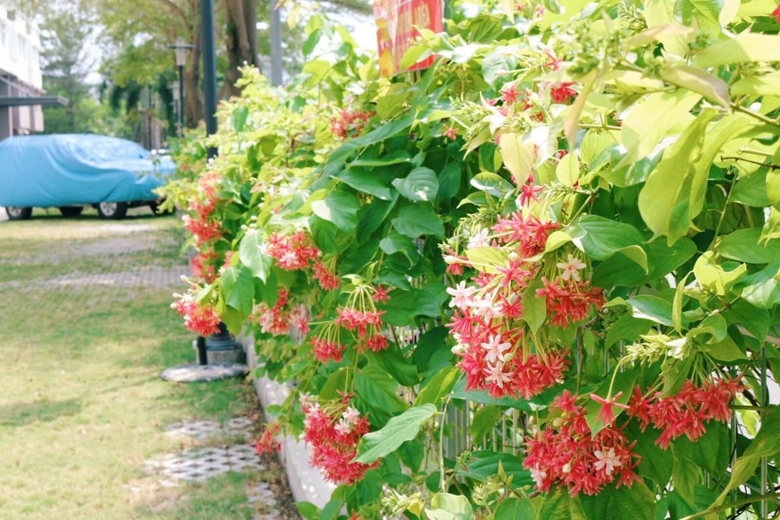 Cây hoa sử quân tử