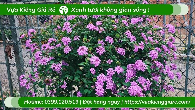 cây trâm ổi tím