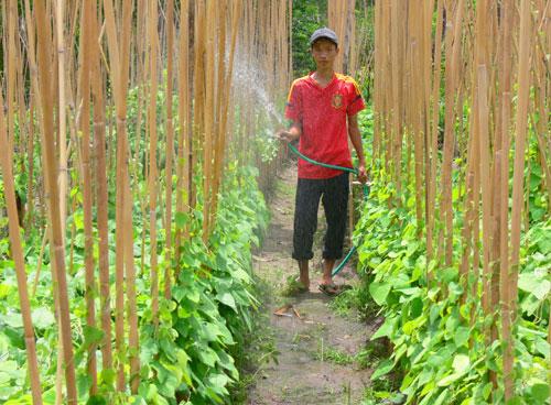Trồng lá mối cho thu nhập cao