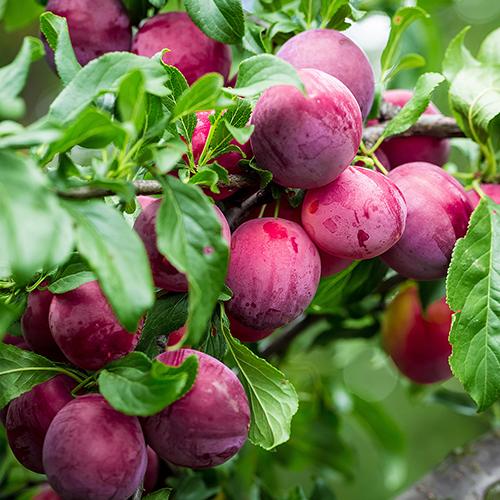 cách ngâm rượu mận thơm ngon