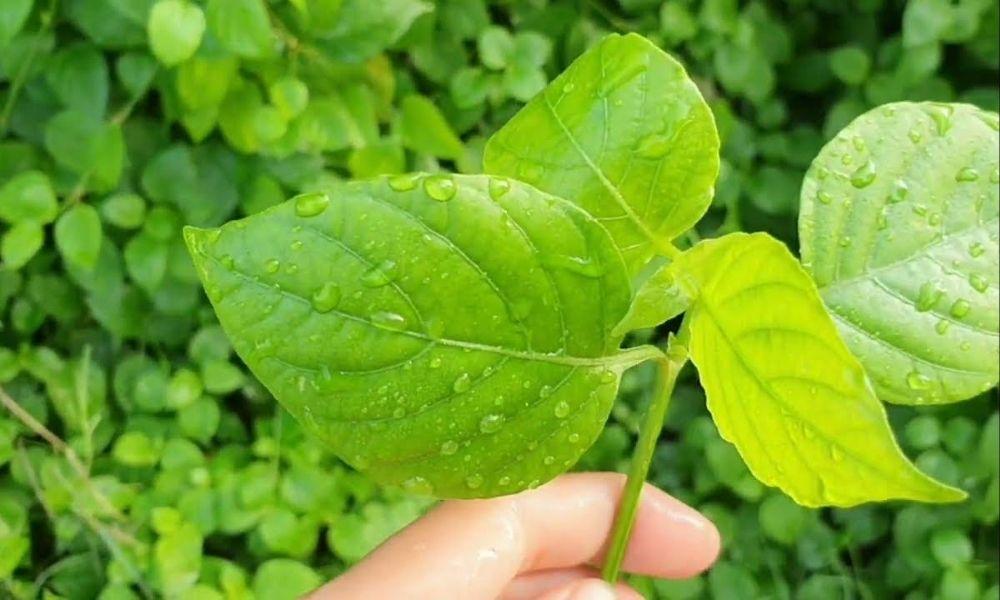 Rau ngót Nhật hay còn gọi là Biến hoa sông Hằng
