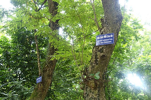 Sưa