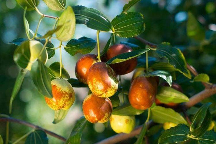 Táo tàu là loại trái cây giàu chất xơ, vitamin và khoáng chất